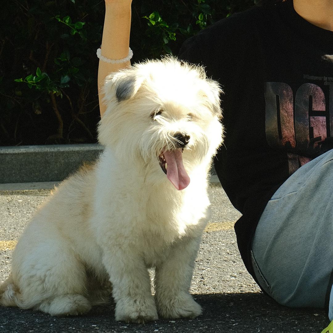 奥利给给