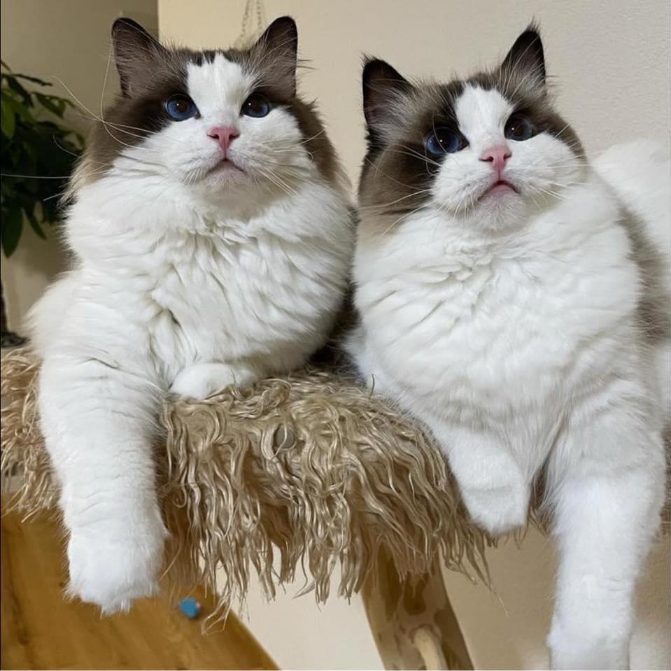 Kitty萌宠（选猫看合集）