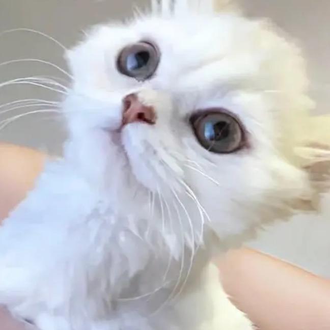 ssh鱼