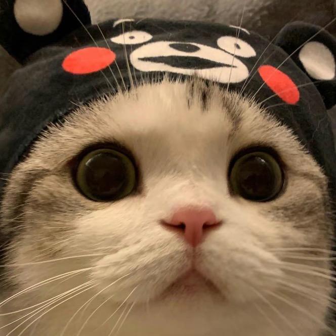 可爱猫猫没烦恼