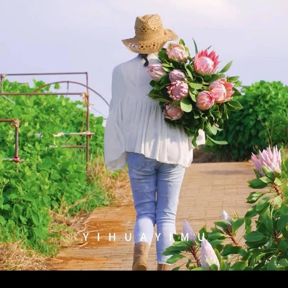 一花一木