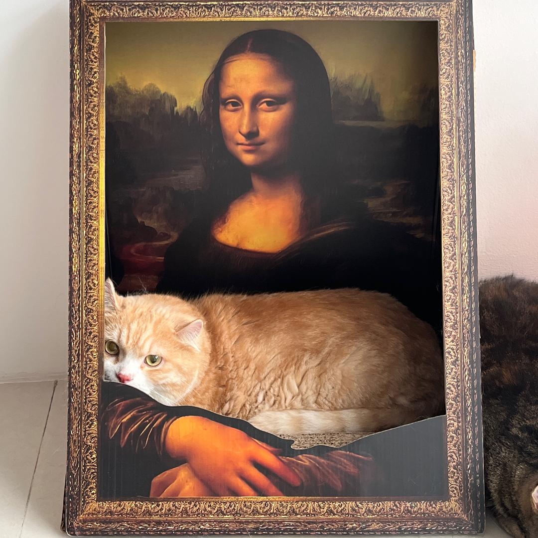 11只猫主理人