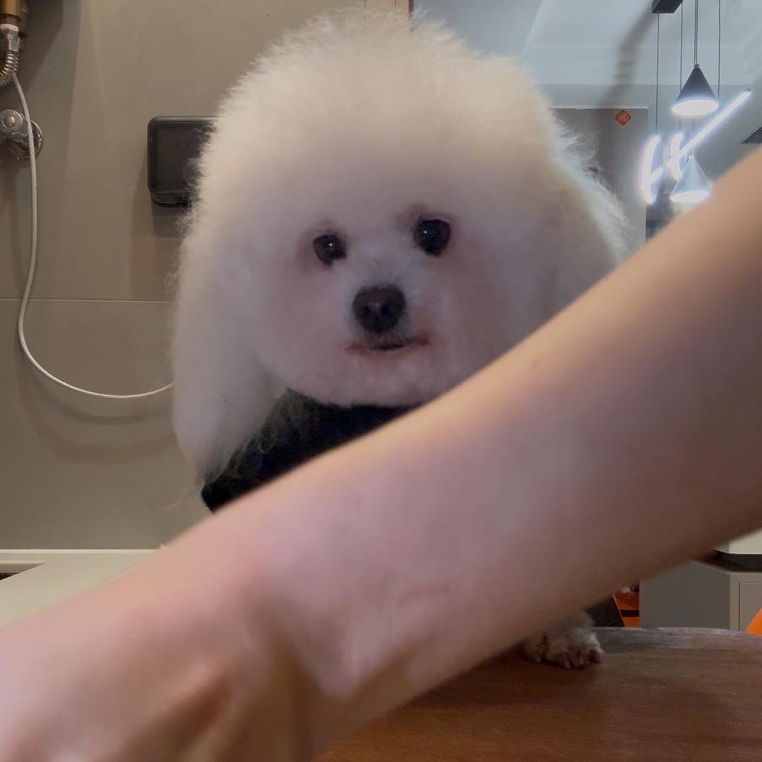 黏人精小P狗