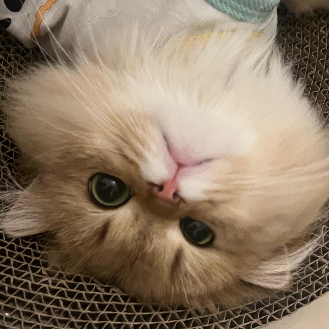 迷迭