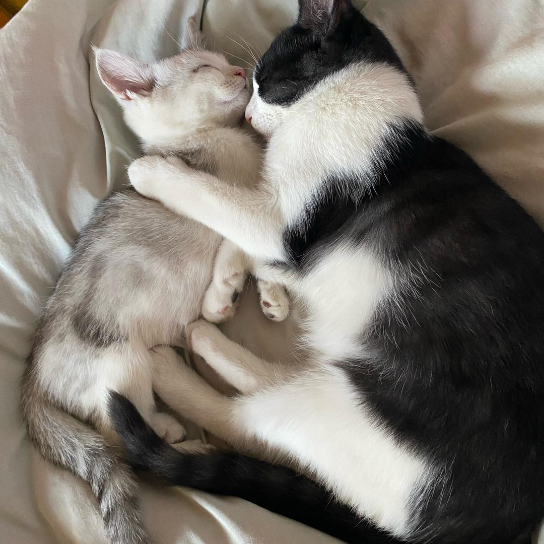 咪咪和猫猫🐈‍⬛