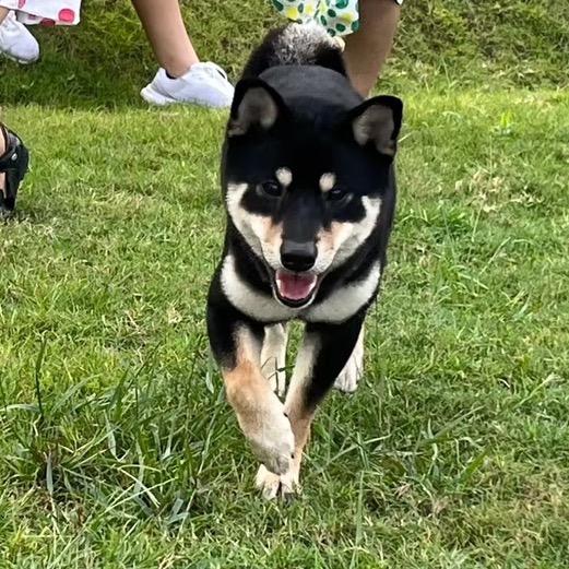 柴犬🐕即食面🐾