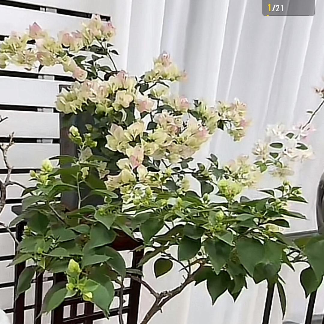 植觉