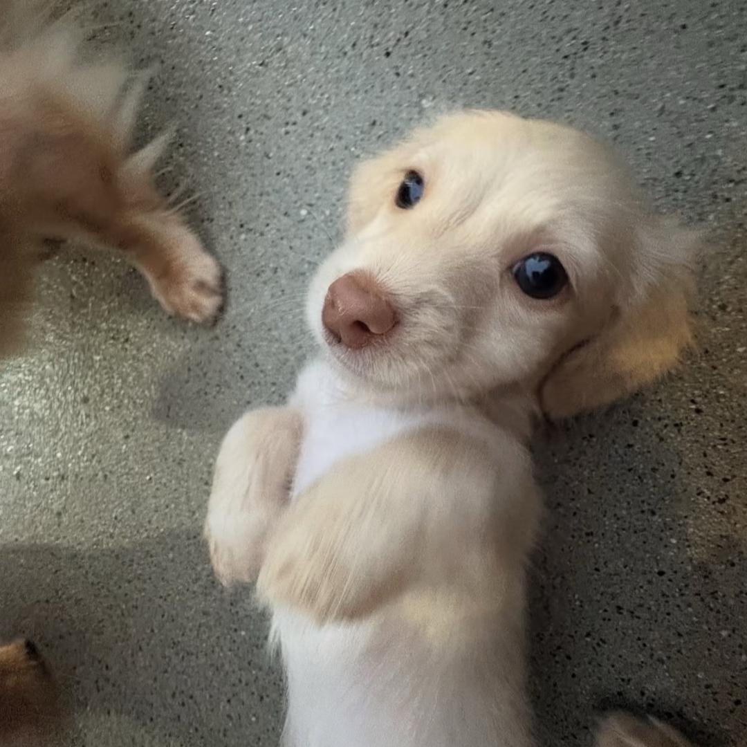 香煎泥意面