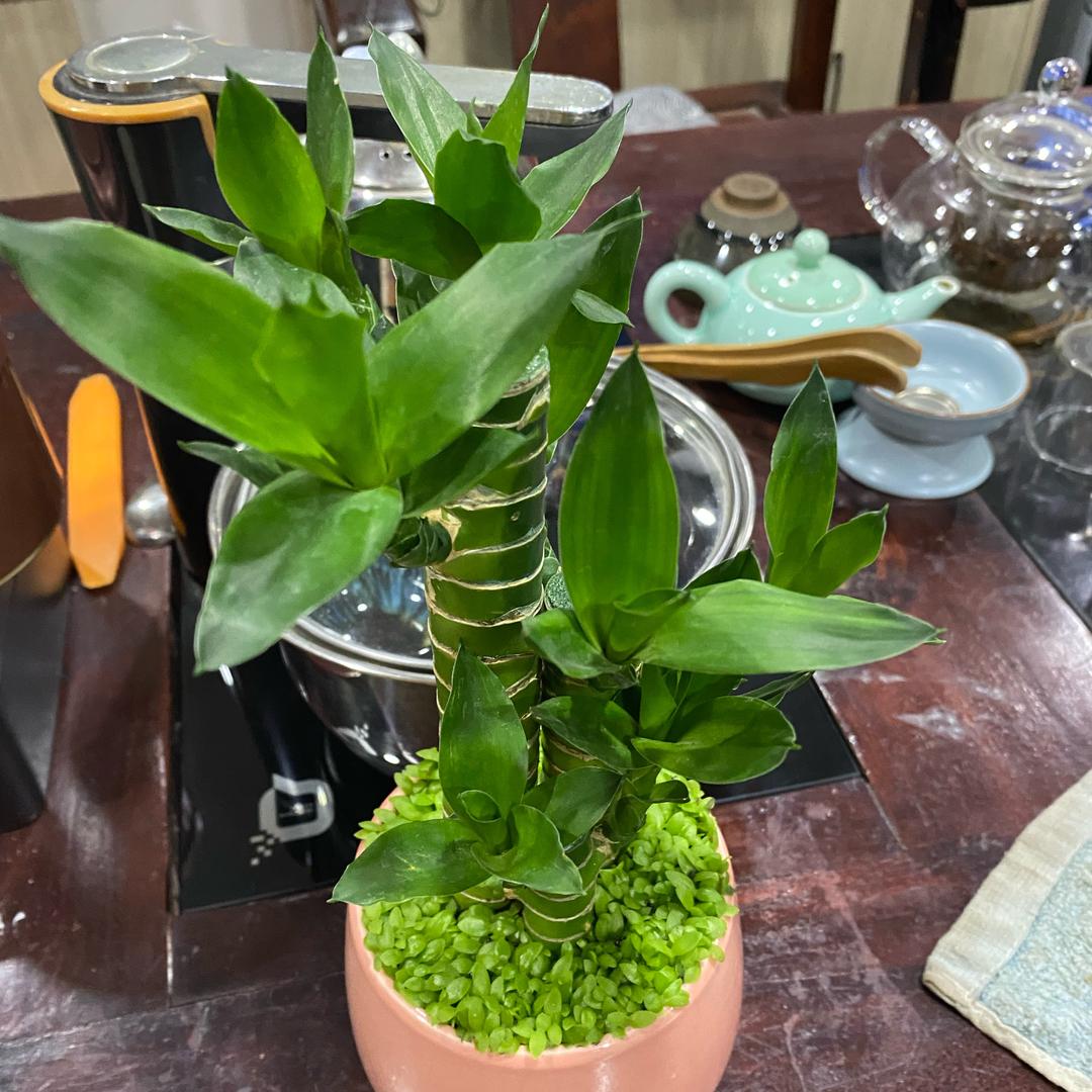 欧阳姐姐