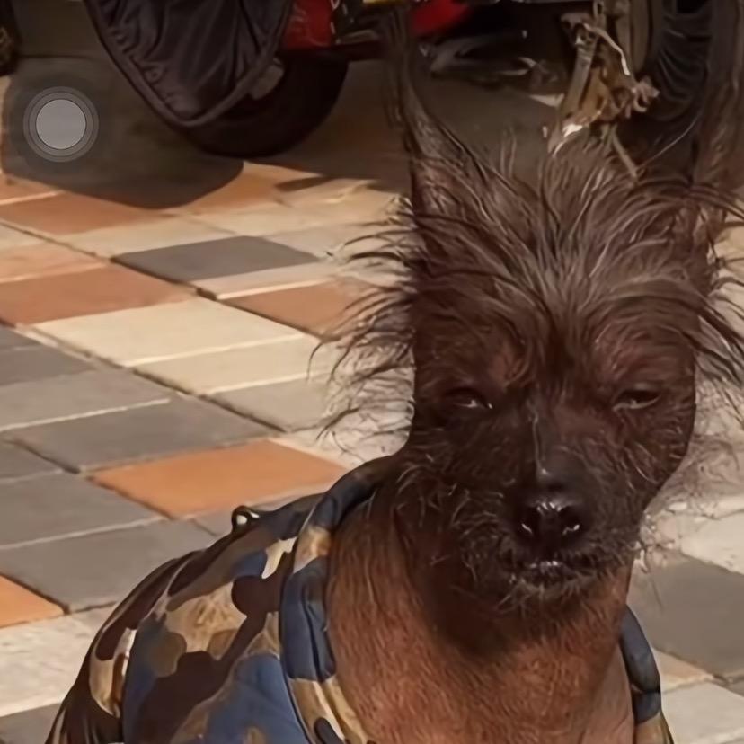 业余艺术家李二狗