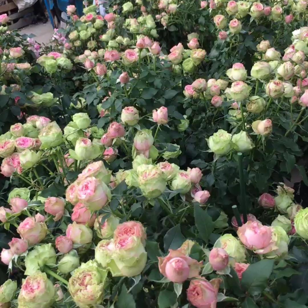 花皇后月季