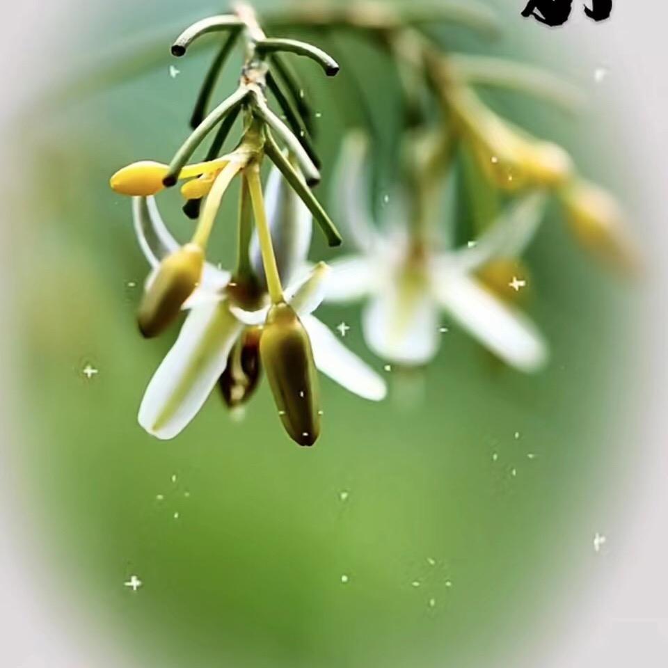 四月💫
