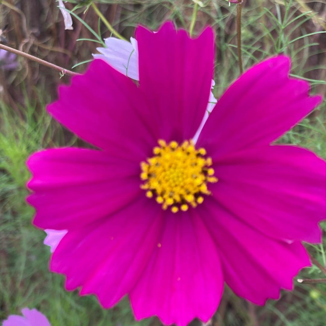 （直播爆款返场）