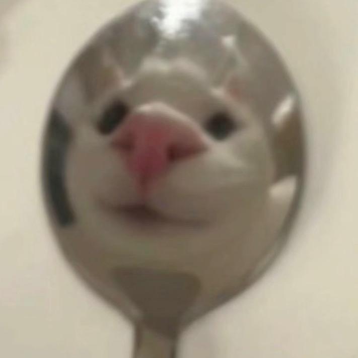 狮子猫🦁️