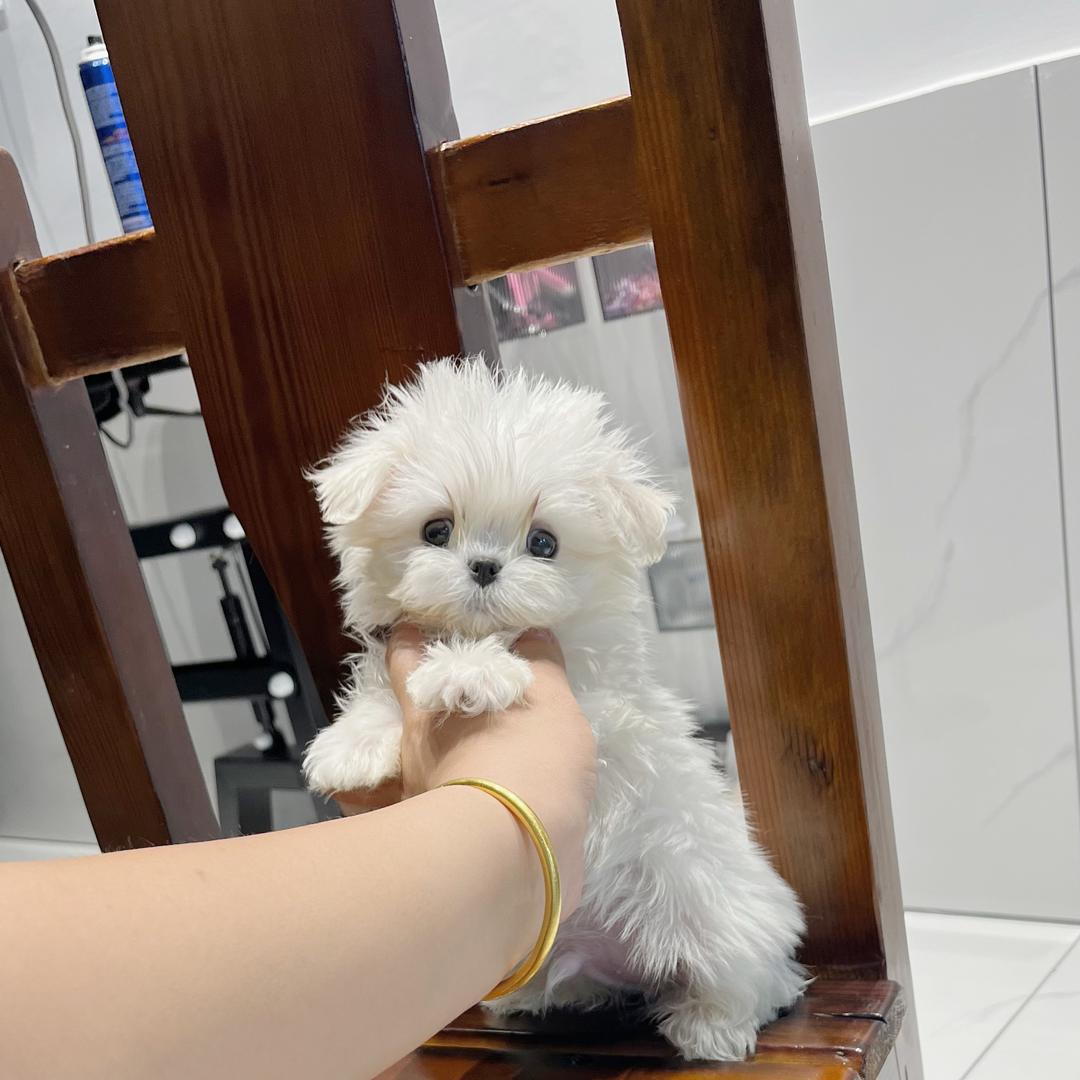 老阿姨的小狗狗