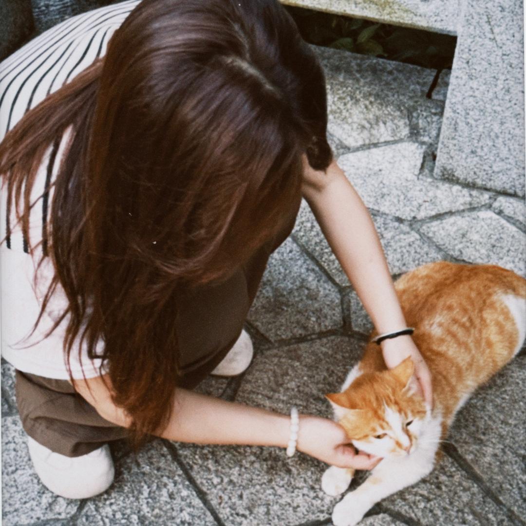 梦猪蹄