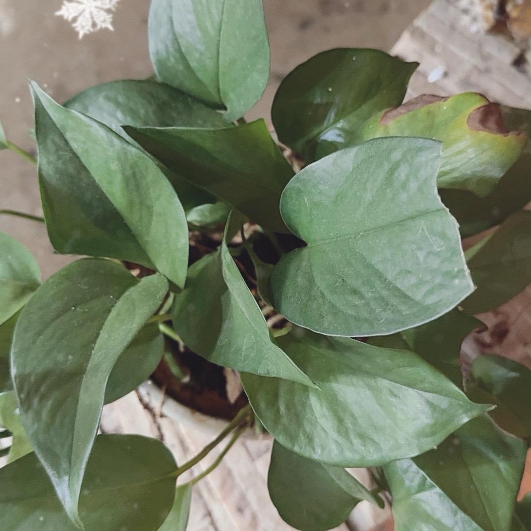 明天