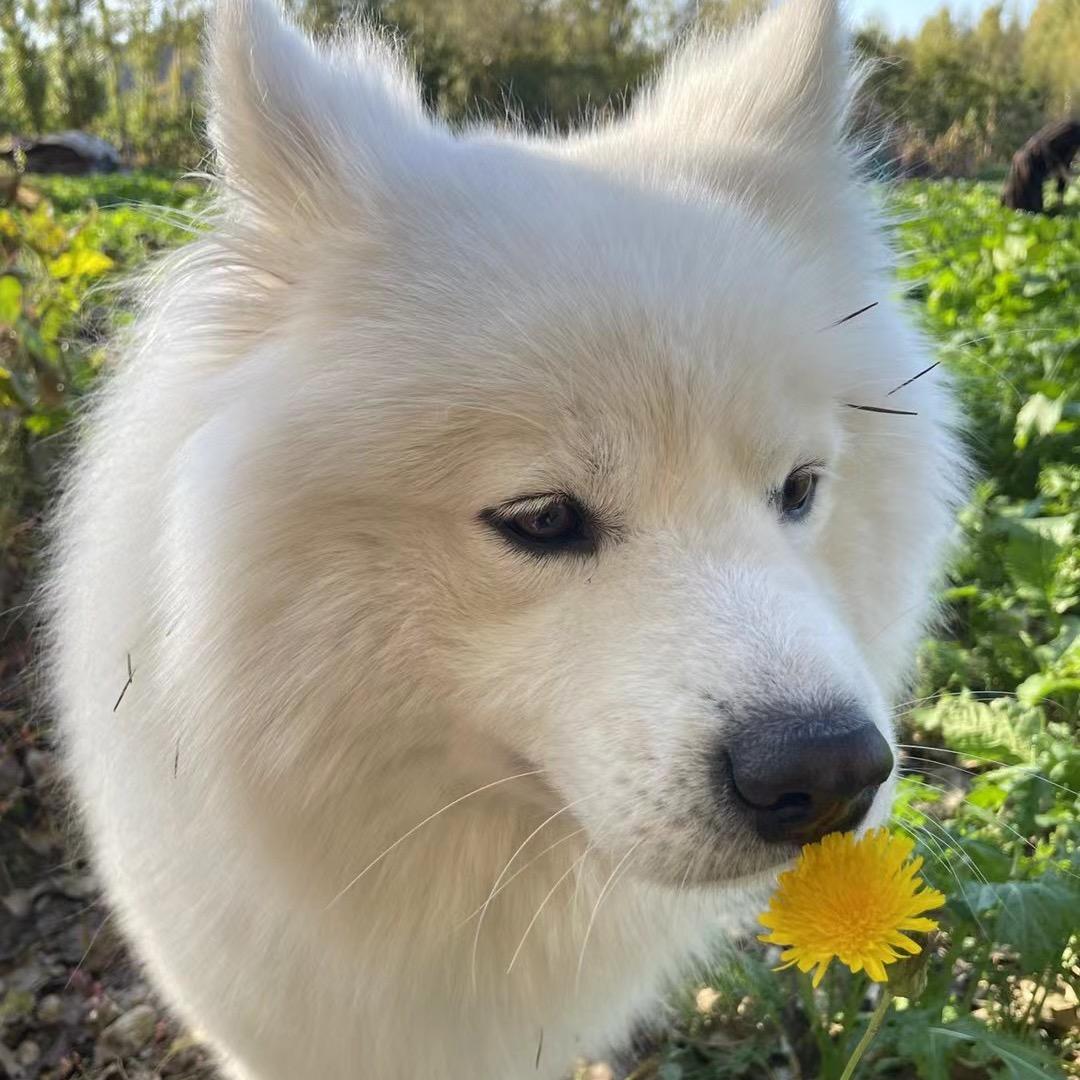 🧀芝士草莓🍓