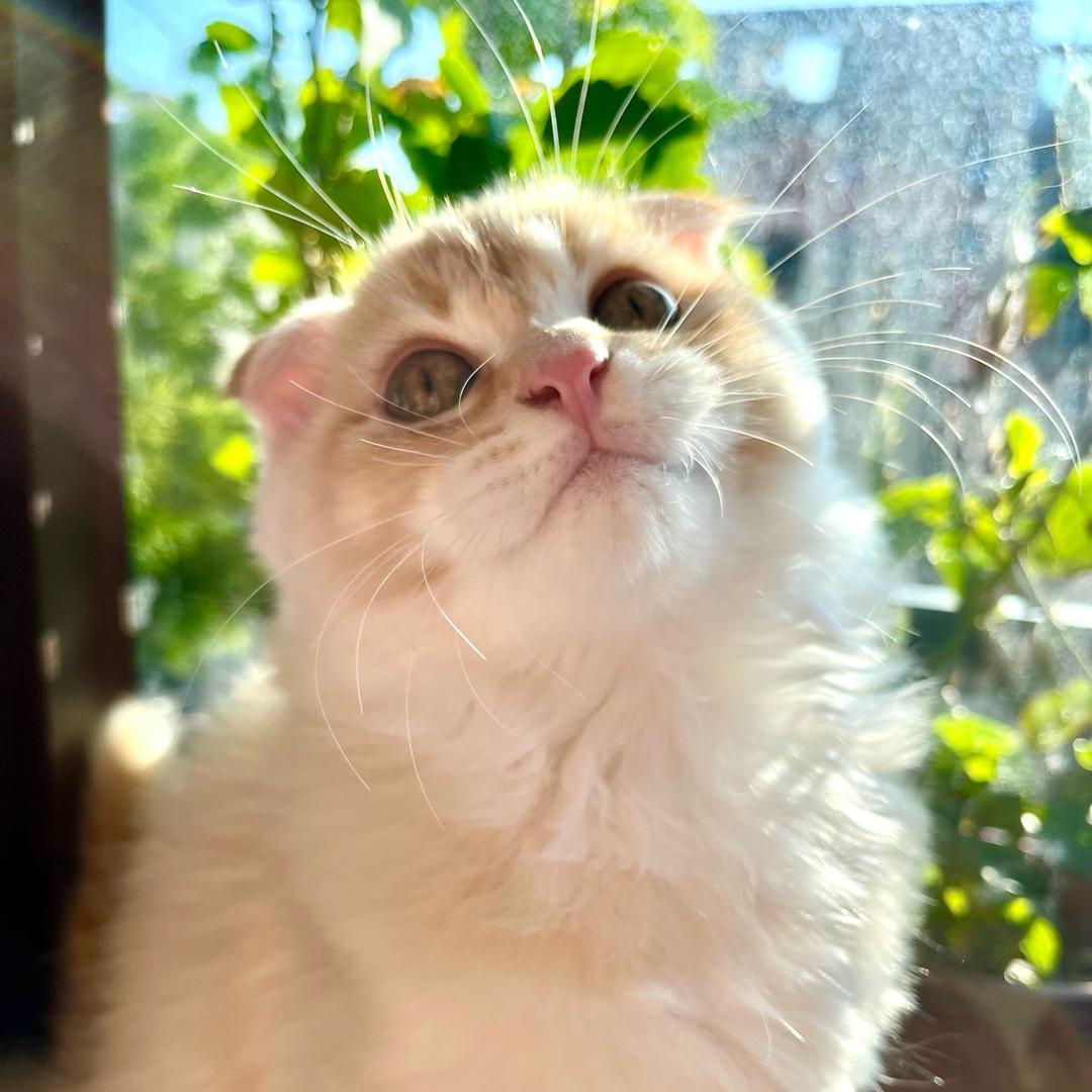 黄桃是只潦草猫