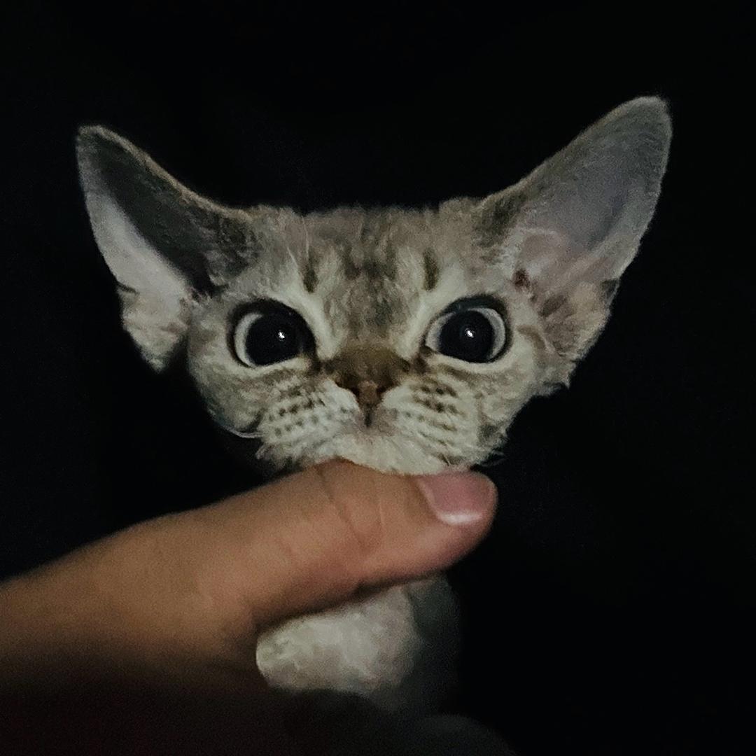 德文卷毛猫「Curly Monkey」