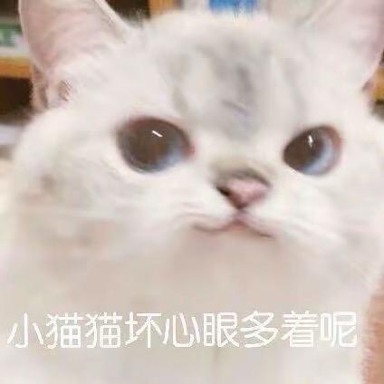 没有猫猫头的邪恶猫猫头
