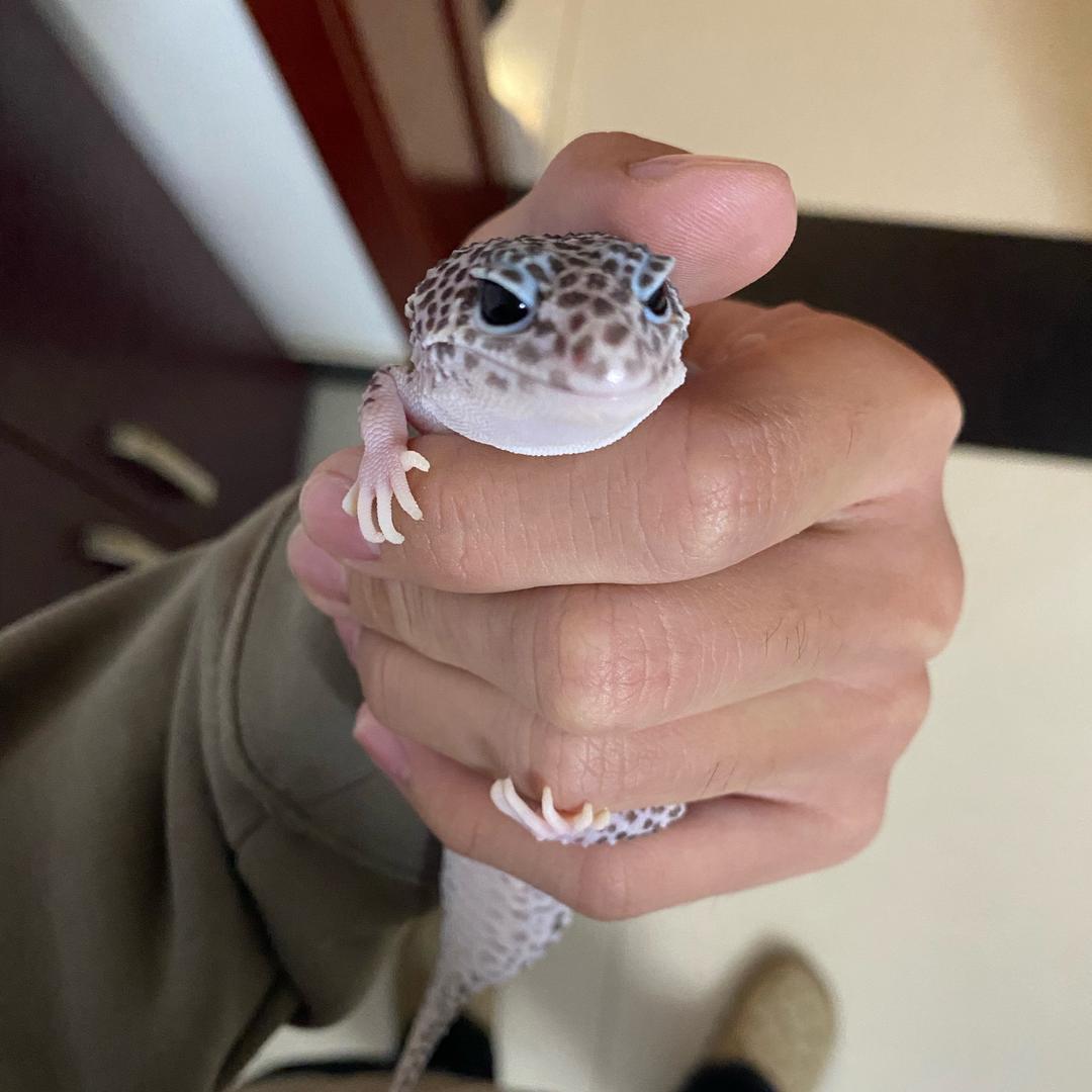 悲伤的猪大肠^o^