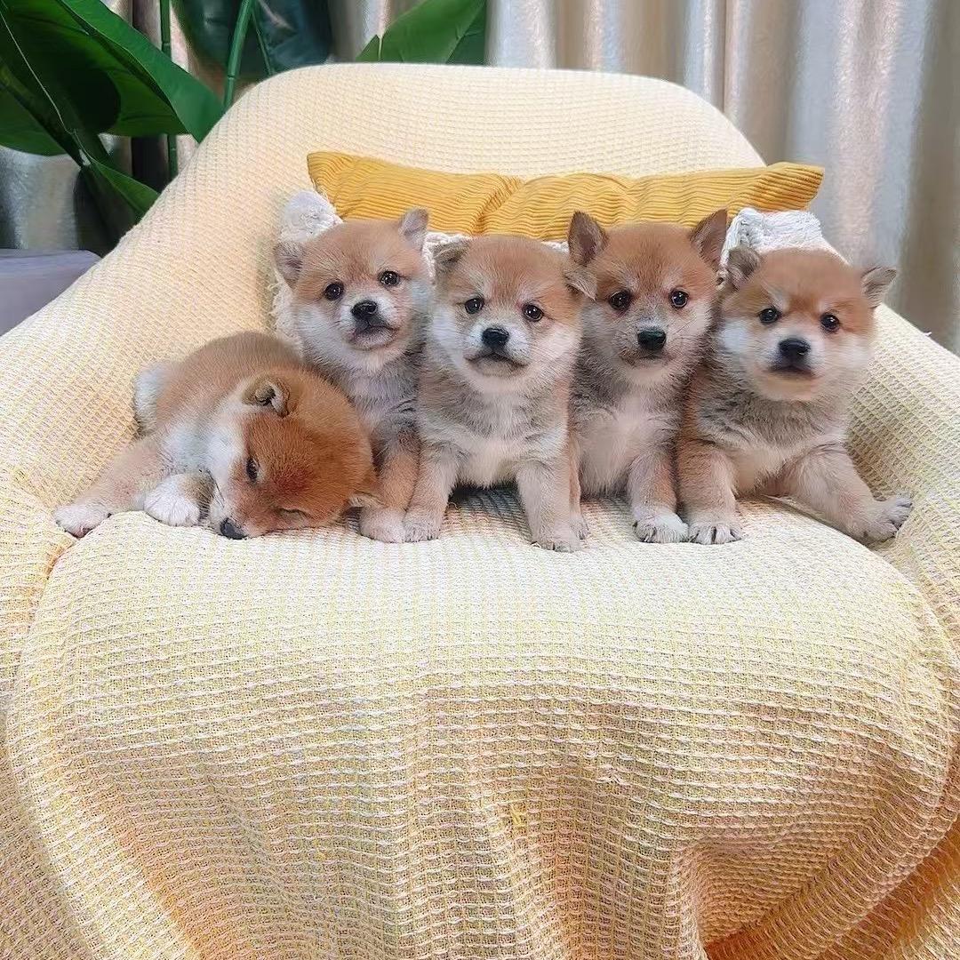 质保三年的猫舍犬舍官方号