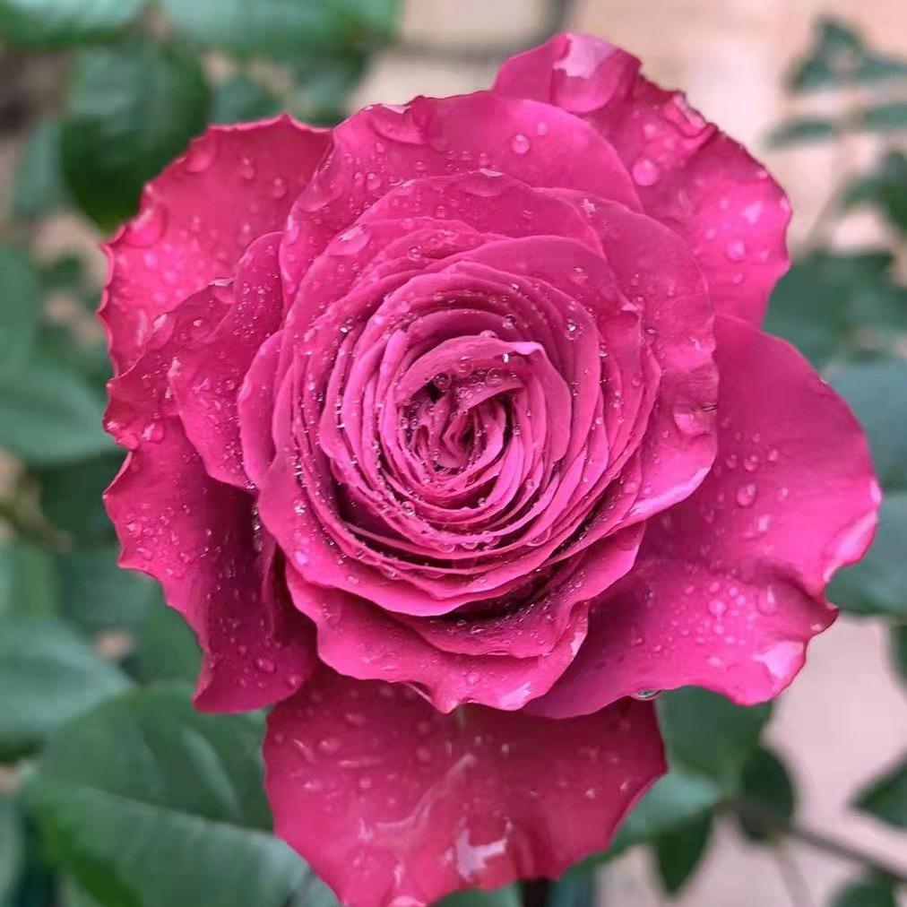 万理花城