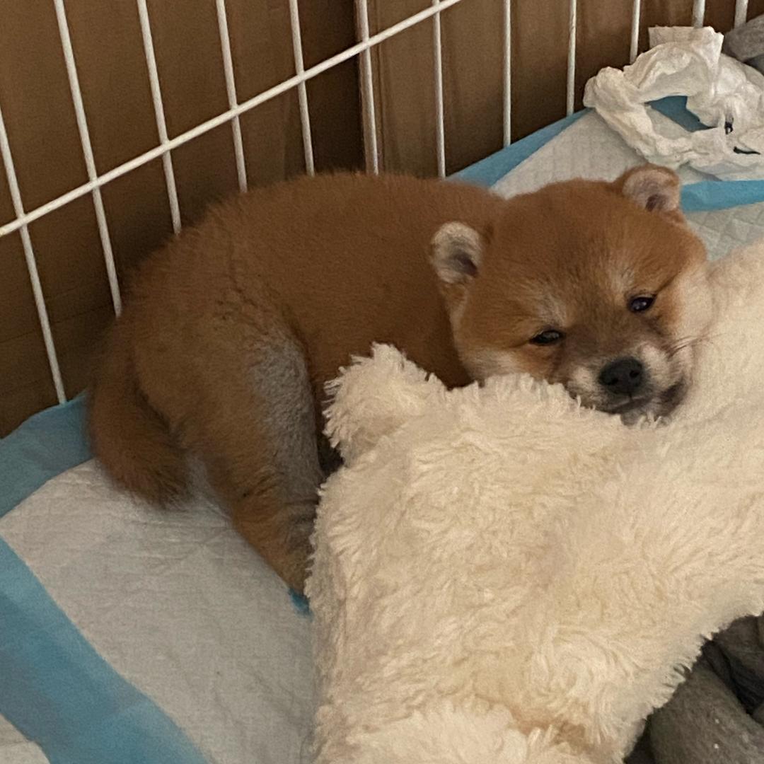 嘟嘟🐶是气质女柴