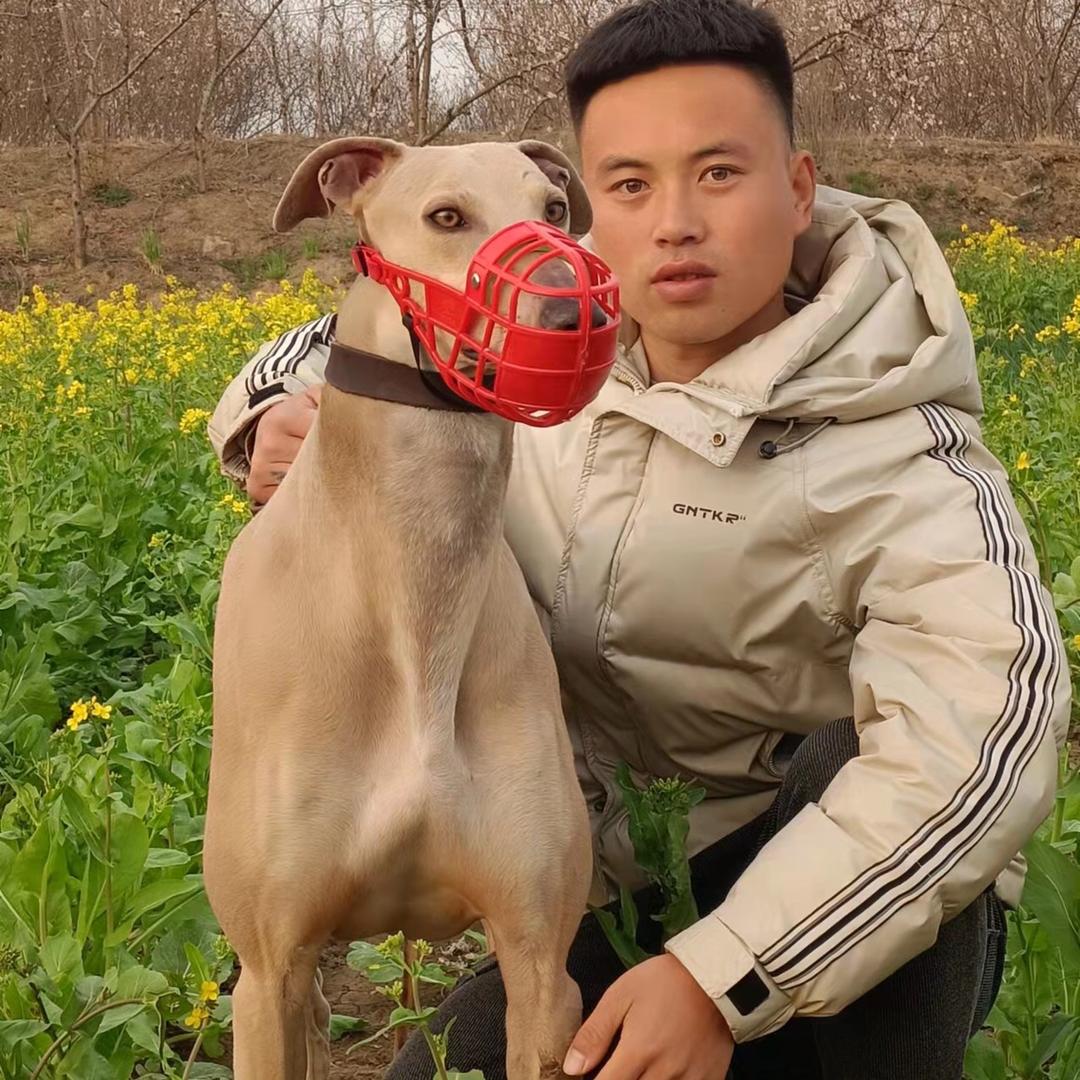 山东赛犬文强精品代购