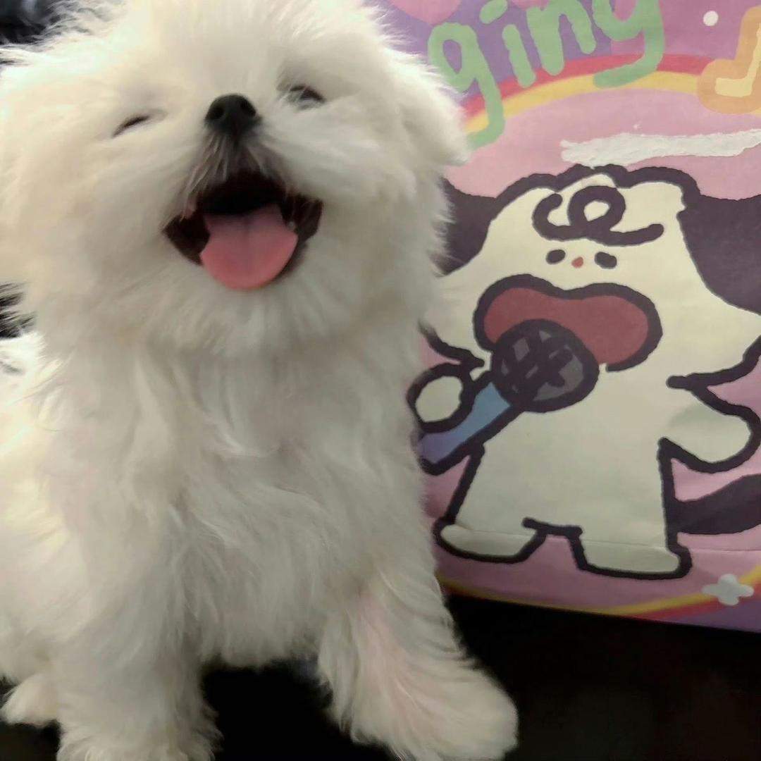 吃个团子