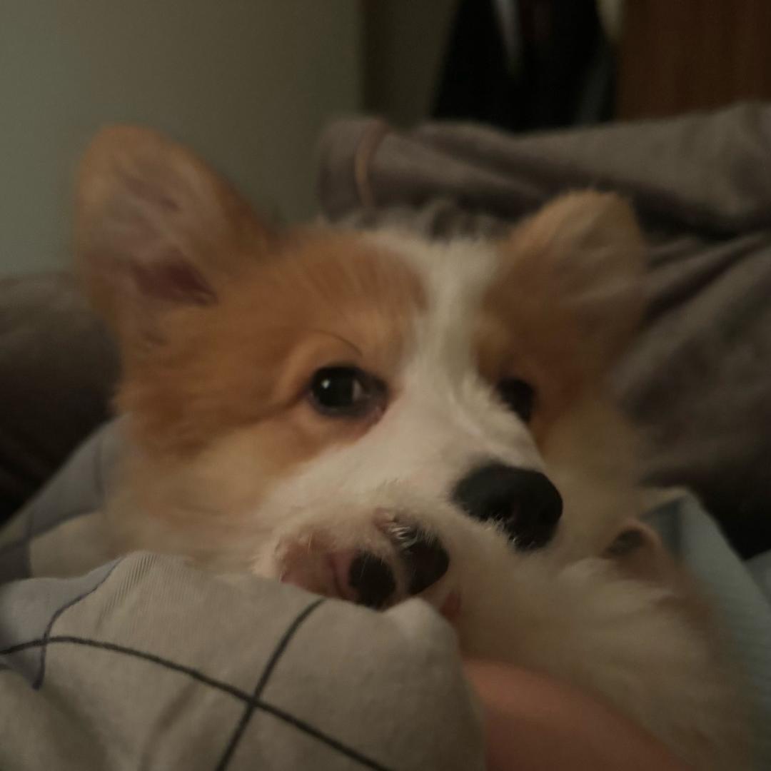 嘿咪是小狗神仙