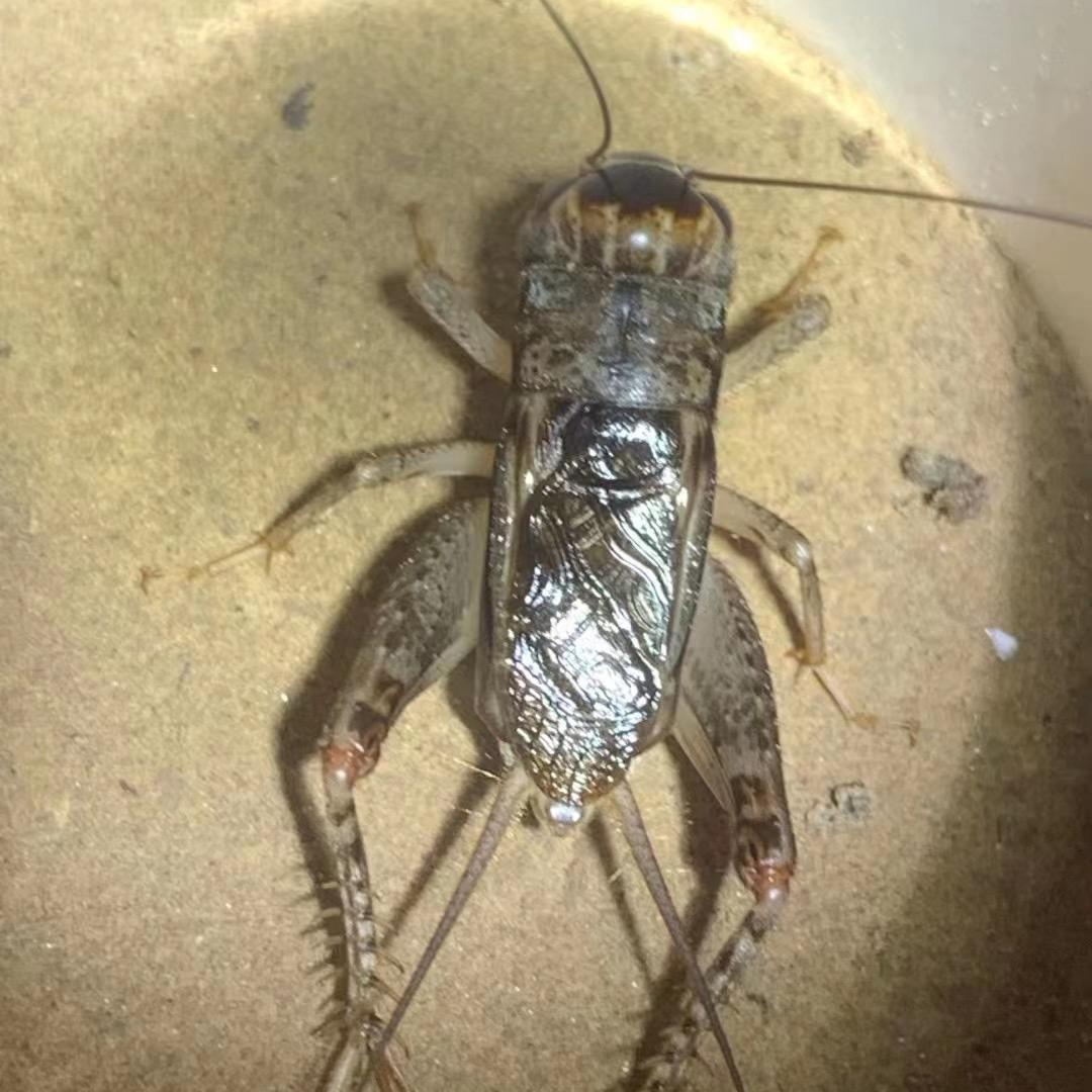 小浩野生蟋蟀