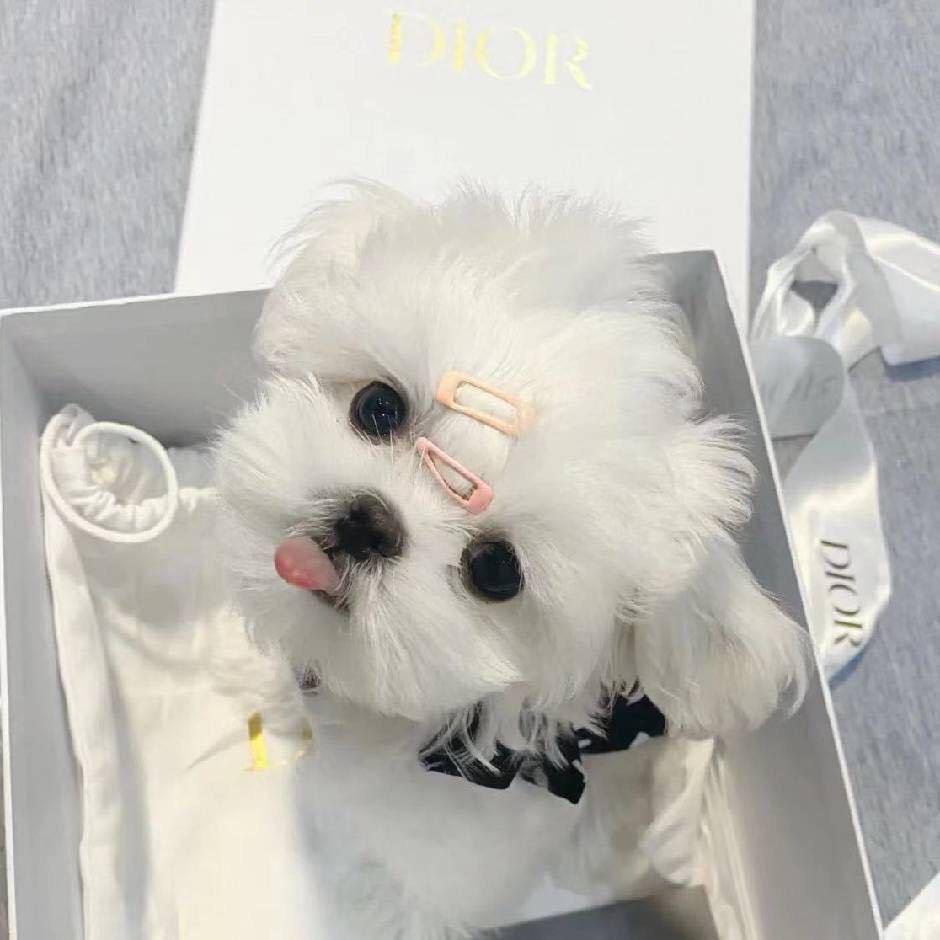 昆明纽振信息咨询中心小明