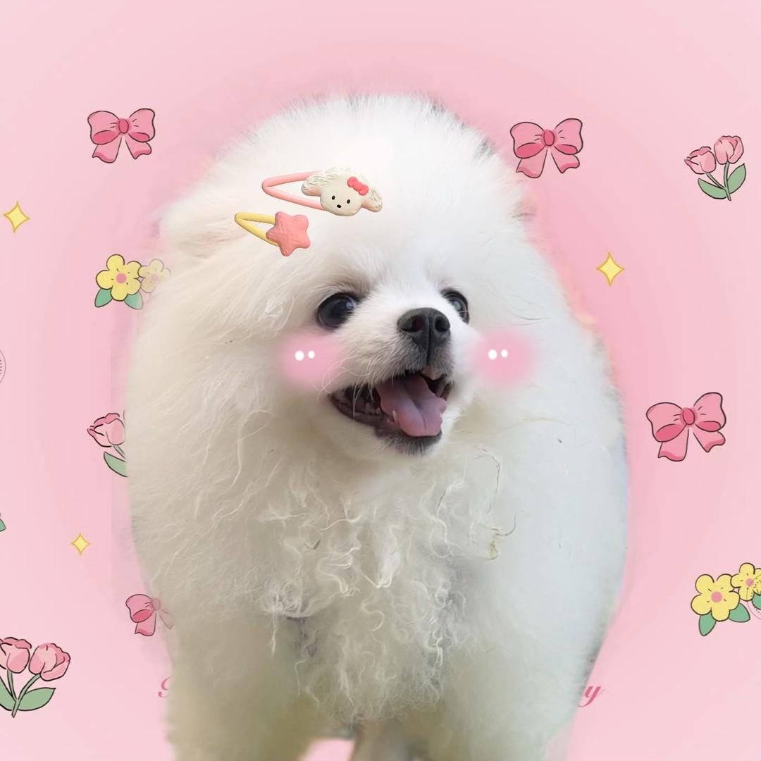 小奶芙是博美