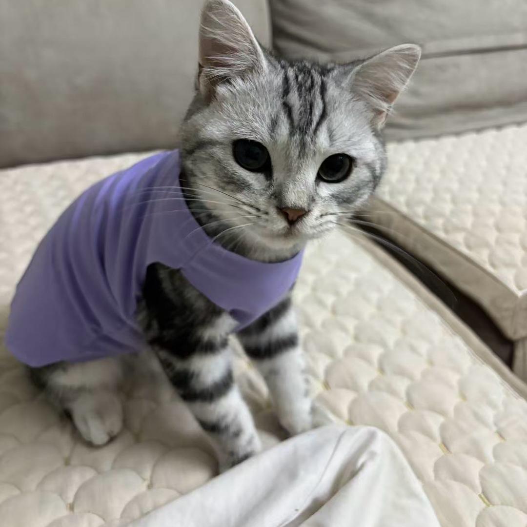 冰冰冰冰镇荔枝