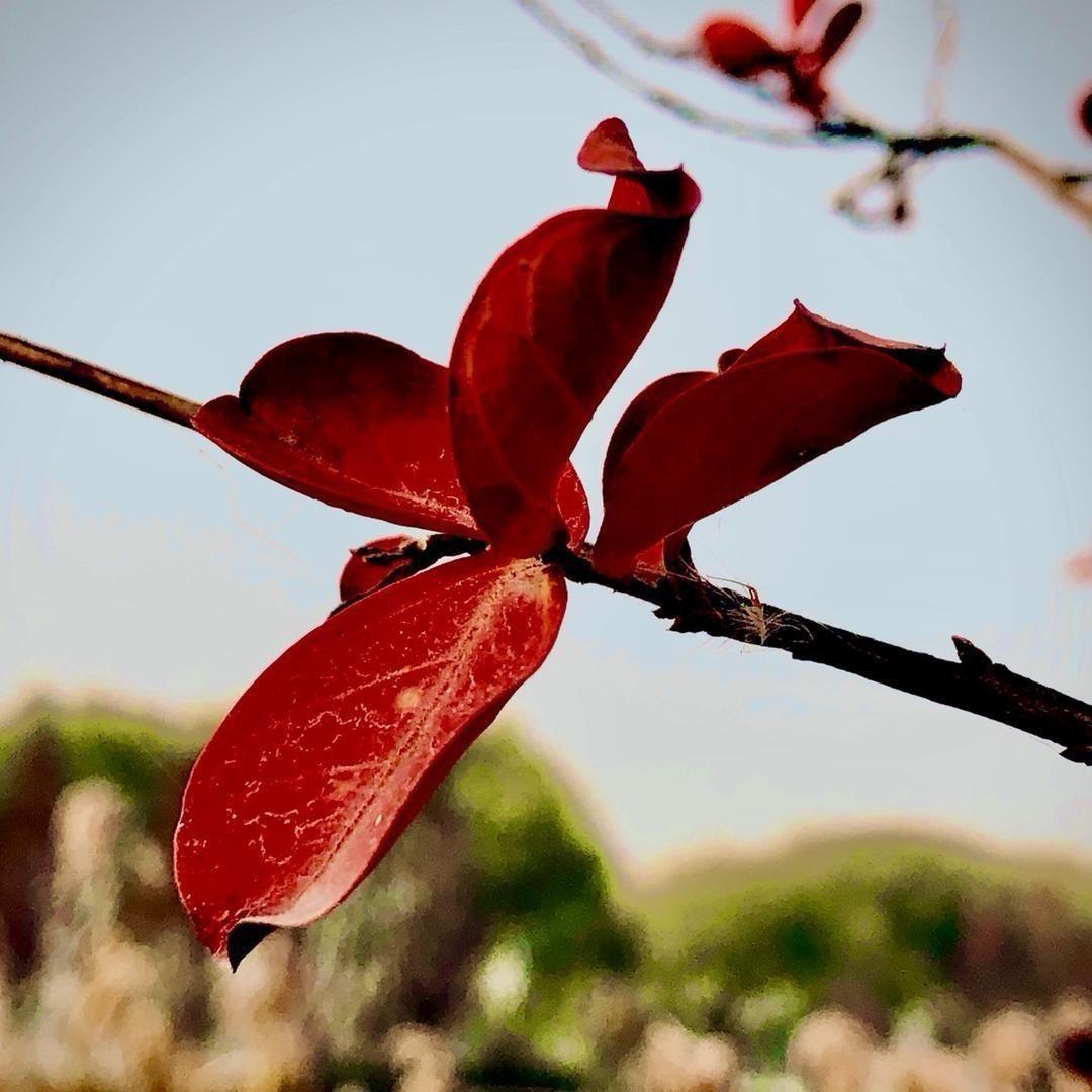 👑一叶知秋⁰²¹⁰