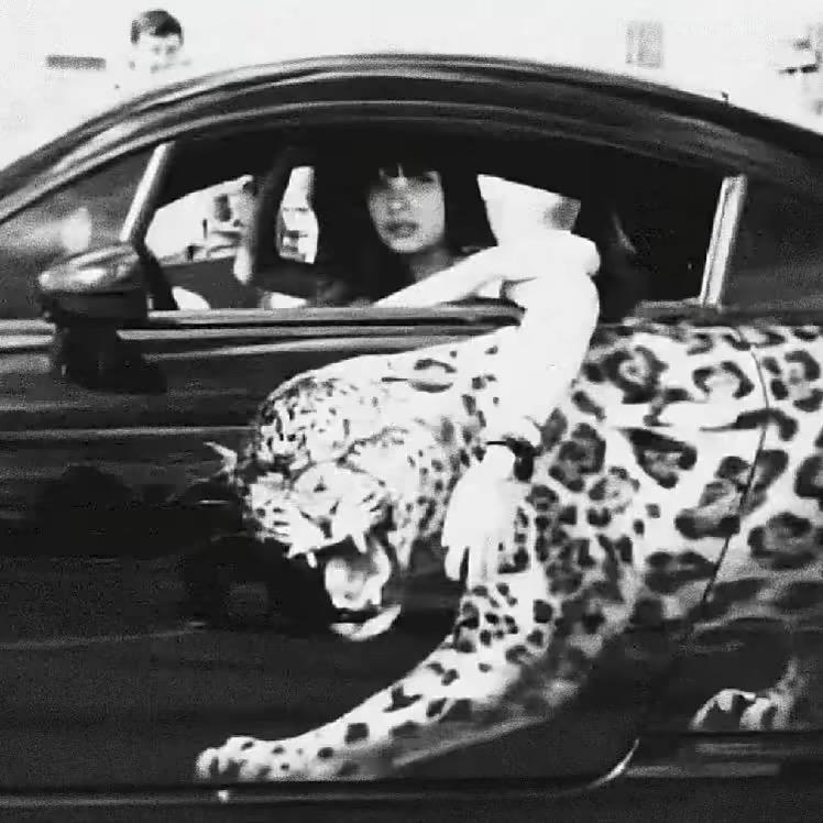 235吃豹子ㅤㅤ ￰ㅤ ㅤ