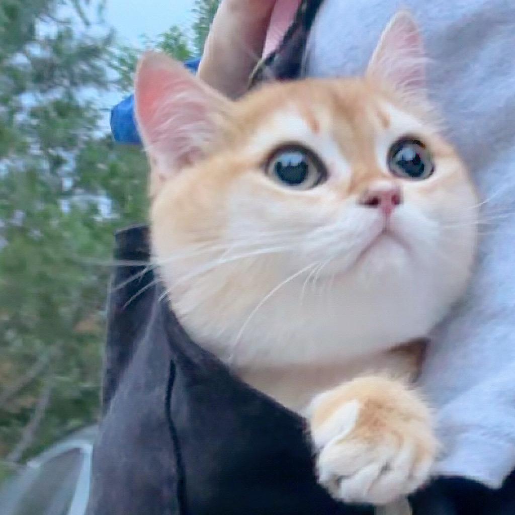 fufu是只猫