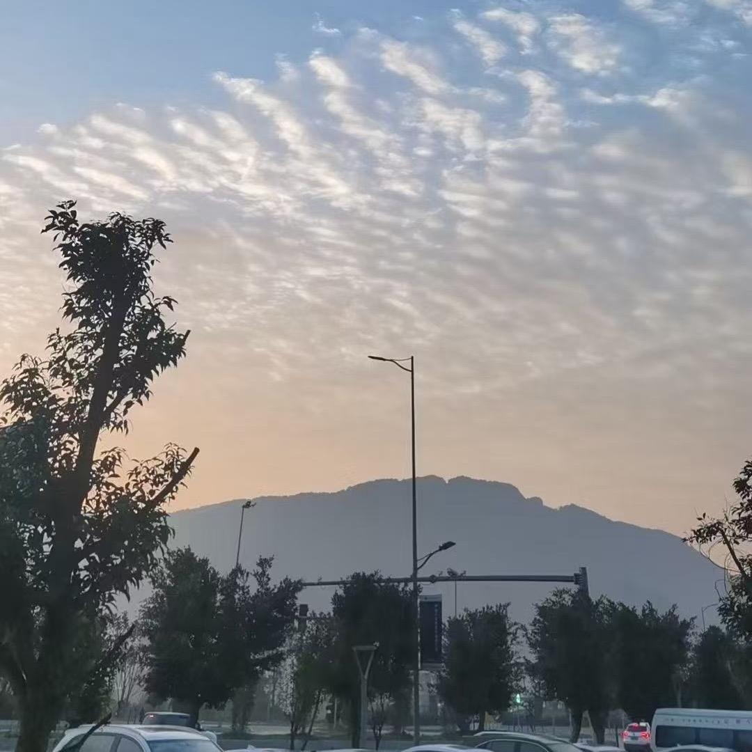 DSL花开富贵❤️🌹💰🌹❤️