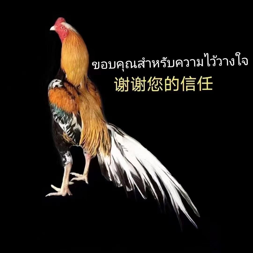 樱桃🍒农场