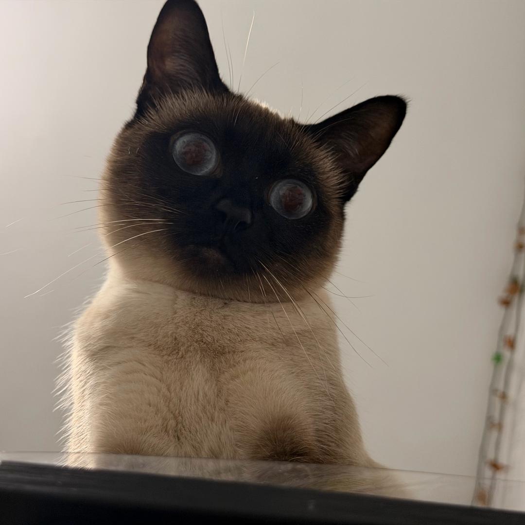 桑代克的猫