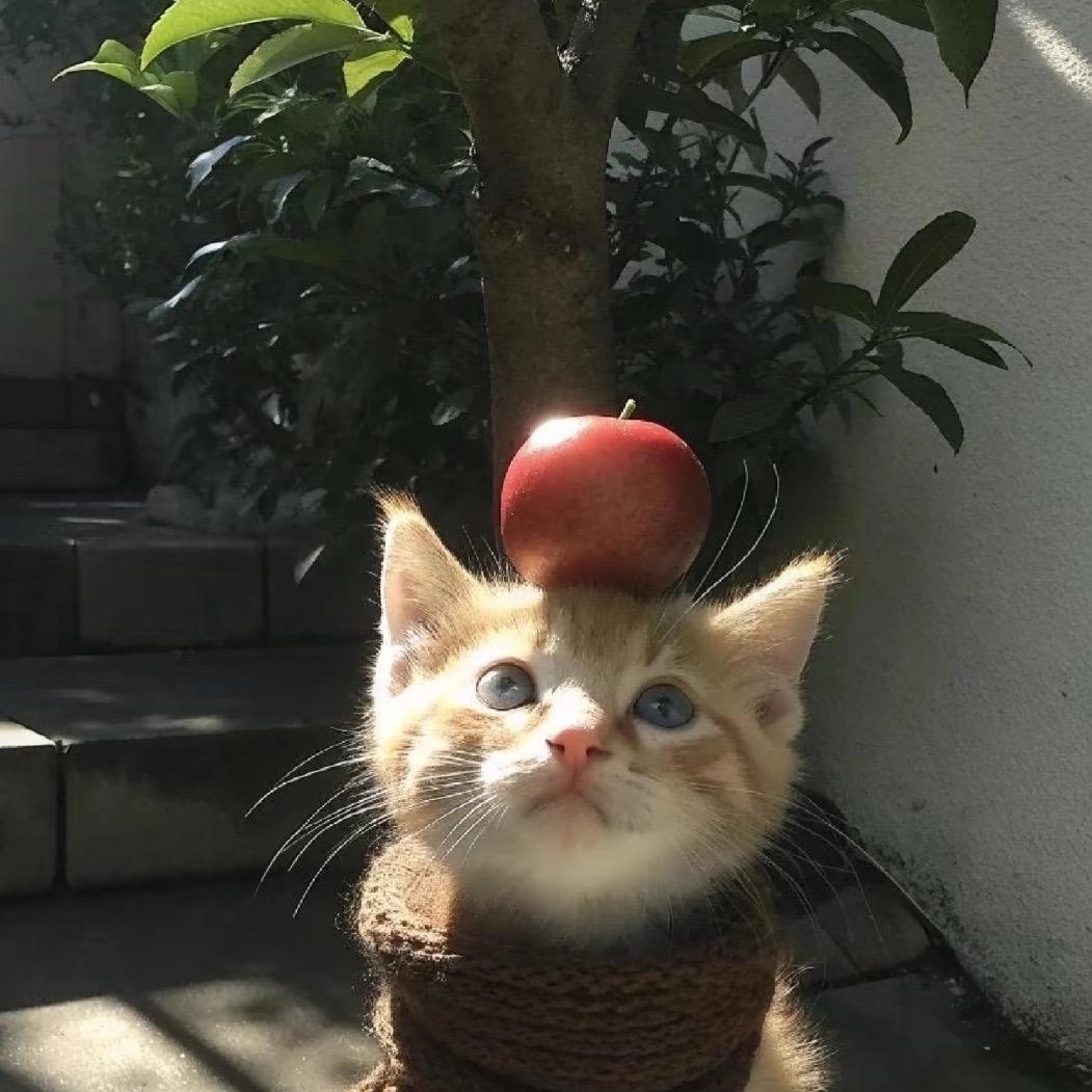 一颗矮矮的栀子树