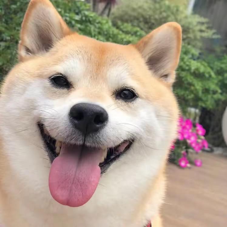 李狗