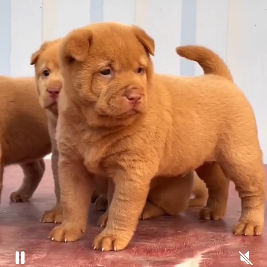 淘中华田园犬的杨姐