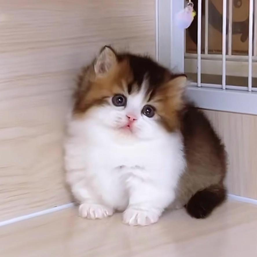 cute pet·名猫