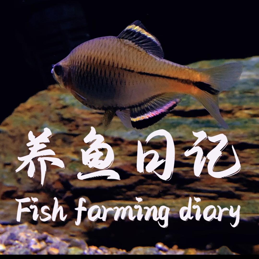 养鱼日记阿坤