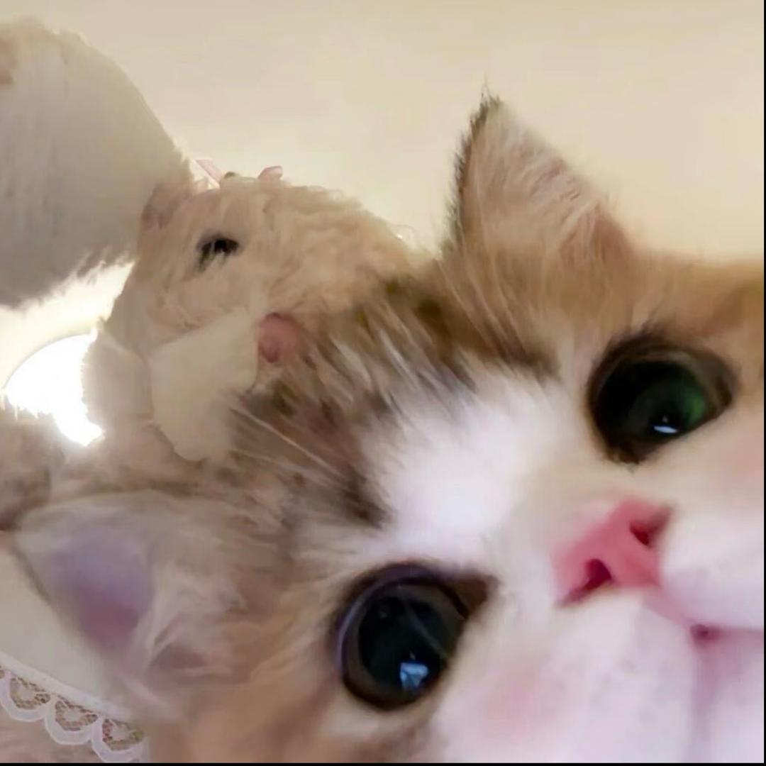 小猫大王ovo