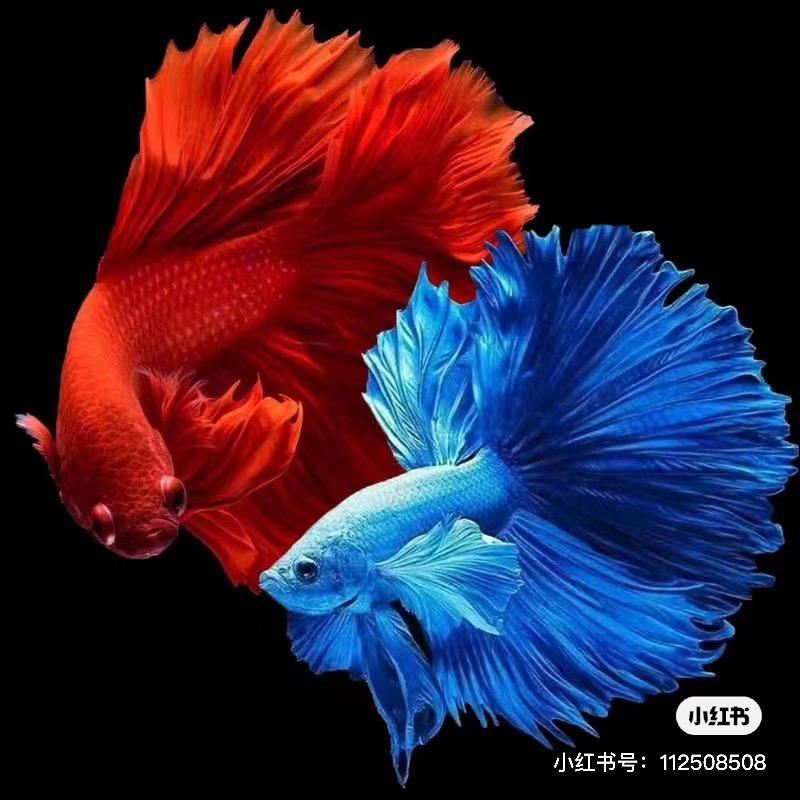 流星水族