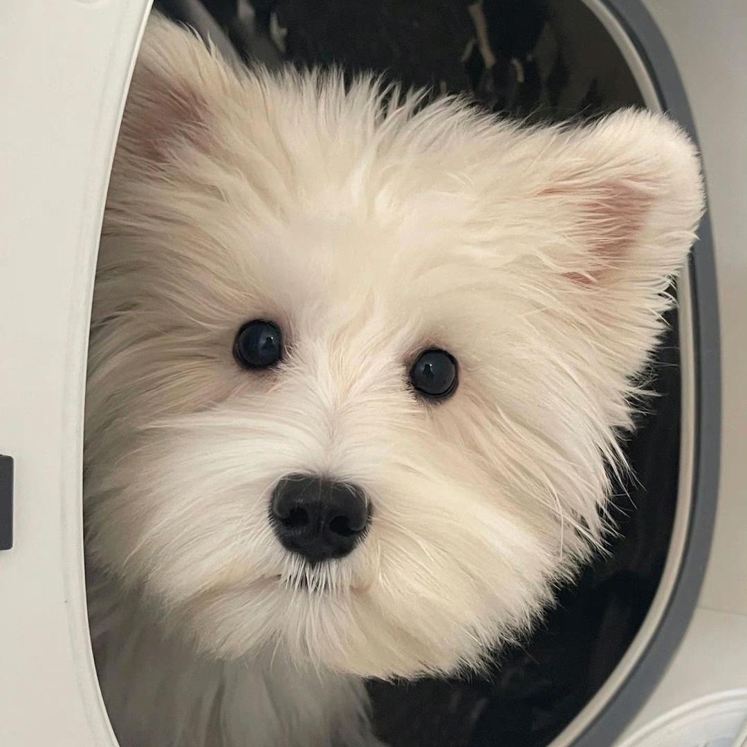 演员高俪玮（减肥版